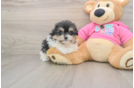Energetic Pom Frise Designer Puppy