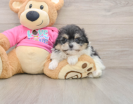 7 week old Pomachon Puppy For Sale - Simply Southern Pups