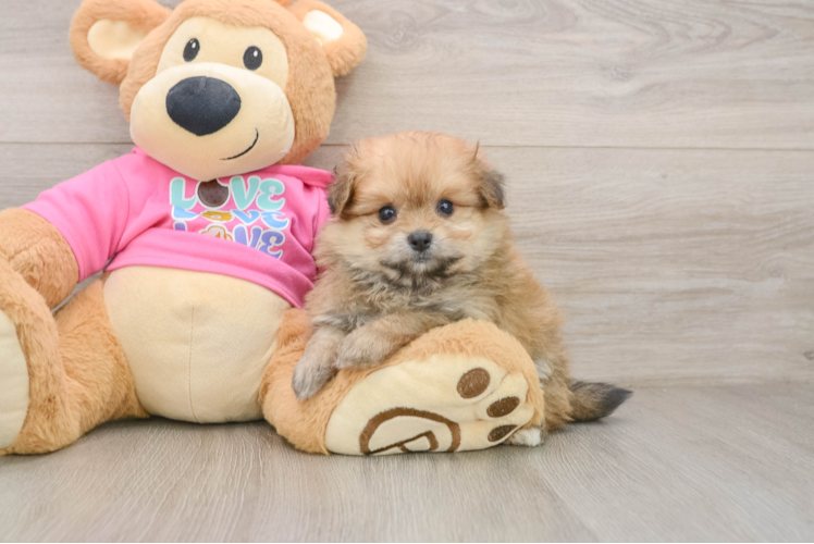 Pomachon Puppy for Adoption