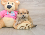 5 week old Pomachon Puppy For Sale - Simply Southern Pups
