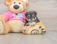 6 week old Pomachon Puppy For Sale - Simply Southern Pups