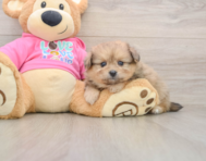 5 week old Pomachon Puppy For Sale - Simply Southern Pups