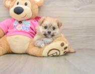 5 week old Pomachon Puppy For Sale - Simply Southern Pups