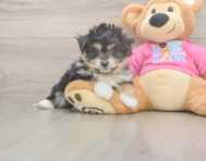 6 week old Pomachon Puppy For Sale - Simply Southern Pups