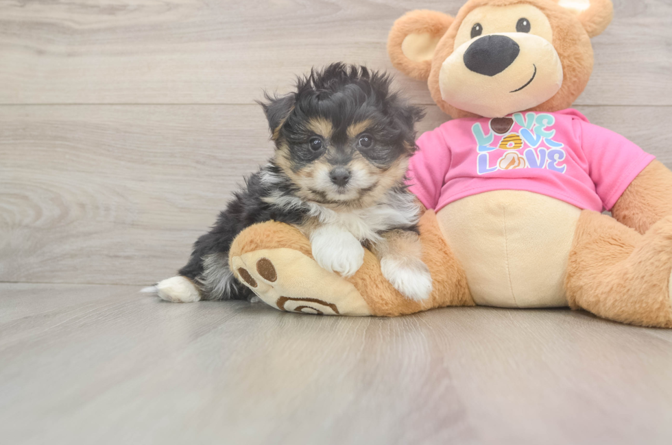 6 week old Pomachon Puppy For Sale - Simply Southern Pups
