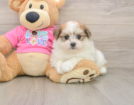 5 week old Pomachon Puppy For Sale - Simply Southern Pups