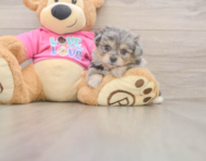 6 week old Pomachon Puppy For Sale - Simply Southern Pups