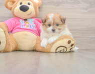 6 week old Pomachon Puppy For Sale - Simply Southern Pups