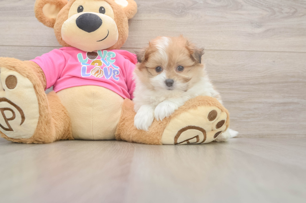 6 week old Pomachon Puppy For Sale - Simply Southern Pups