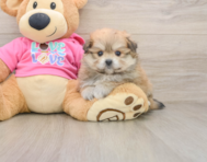 5 week old Pomachon Puppy For Sale - Simply Southern Pups