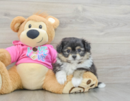 6 week old Pomachon Puppy For Sale - Simply Southern Pups