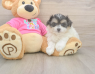 6 week old Pomachon Puppy For Sale - Simply Southern Pups