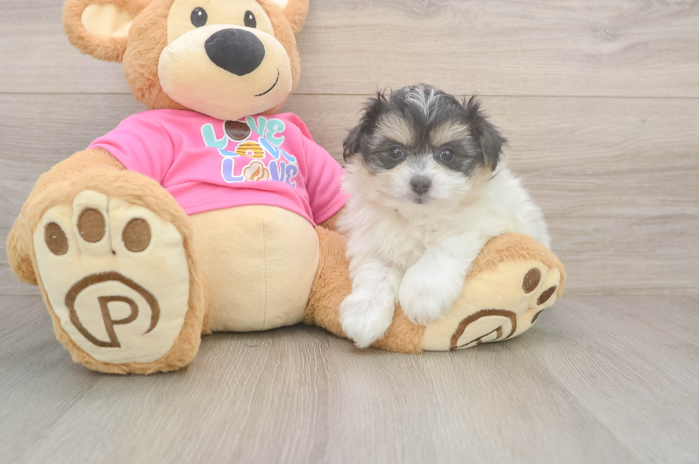 6 week old Pomachon Puppy For Sale - Simply Southern Pups