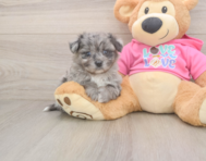 6 week old Pomachon Puppy For Sale - Simply Southern Pups