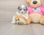 6 week old Pomachon Puppy For Sale - Simply Southern Pups