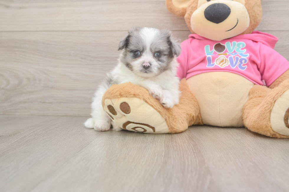 7 week old Pomachon Puppy For Sale - Simply Southern Pups