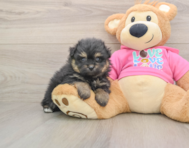 5 week old Pomachon Puppy For Sale - Simply Southern Pups