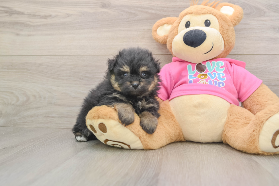 Pomachon Puppy for Adoption