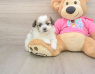 5 week old Pomachon Puppy For Sale - Simply Southern Pups