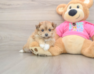 5 week old Pomachon Puppy For Sale - Simply Southern Pups