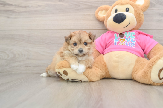 Pomachon Pup Being Cute