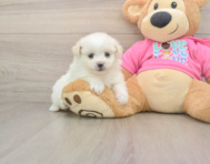 5 week old Pomachon Puppy For Sale - Simply Southern Pups