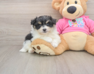 5 week old Pomachon Puppy For Sale - Simply Southern Pups