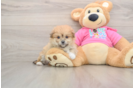 Popular Pomachon Designer Pup