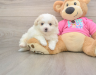 5 week old Pomachon Puppy For Sale - Simply Southern Pups
