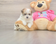5 week old Pomachon Puppy For Sale - Simply Southern Pups