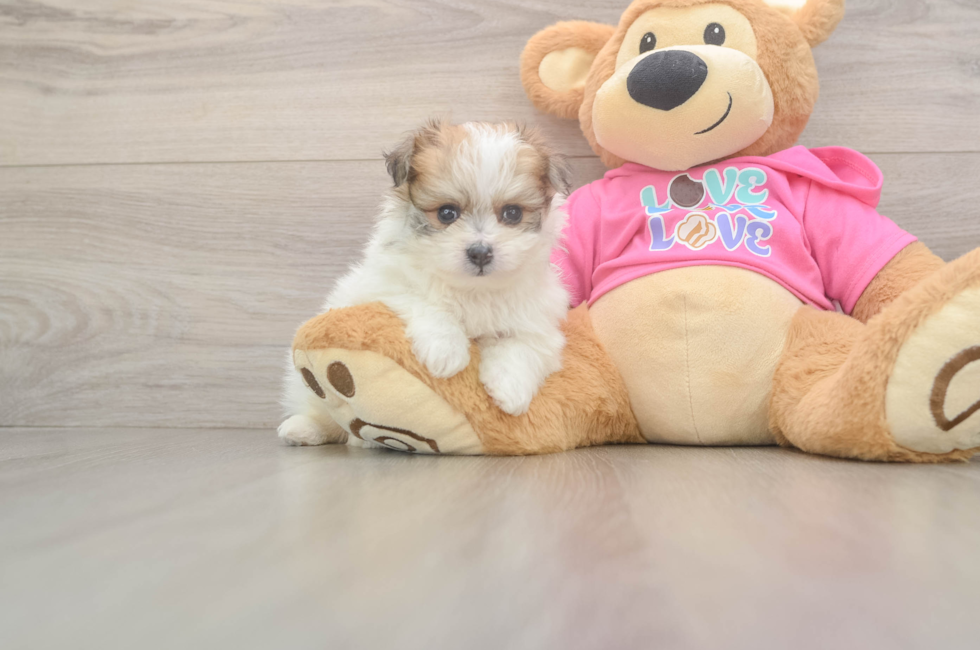 6 week old Pomachon Puppy For Sale - Simply Southern Pups