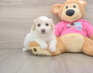 5 week old Pomachon Puppy For Sale - Simply Southern Pups