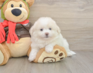 8 week old Pomachon Puppy For Sale - Simply Southern Pups
