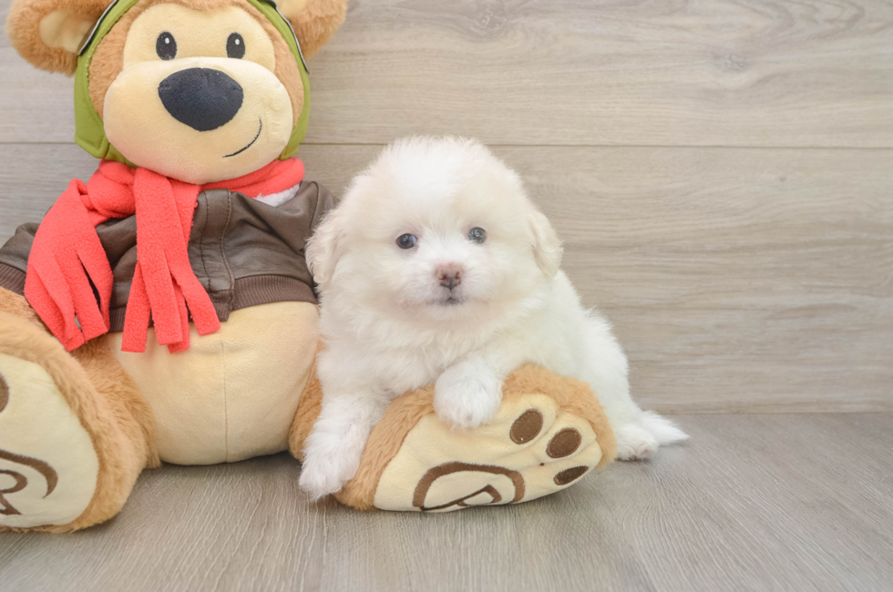 6 week old Pomachon Puppy For Sale - Simply Southern Pups