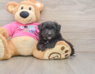 5 week old Pomachon Puppy For Sale - Simply Southern Pups