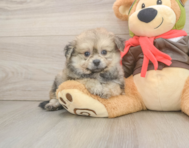 6 week old Pomachon Puppy For Sale - Simply Southern Pups