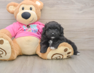 5 week old Pomachon Puppy For Sale - Simply Southern Pups