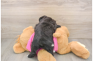 Smart Pomachon Designer Pup