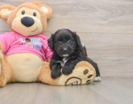 6 week old Pomachon Puppy For Sale - Simply Southern Pups