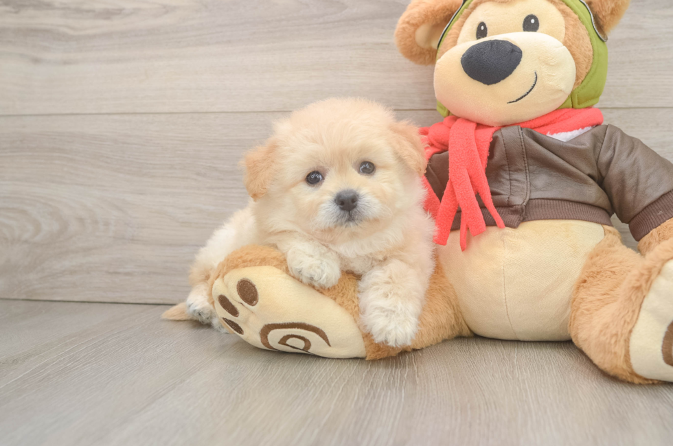 6 week old Pomachon Puppy For Sale - Simply Southern Pups