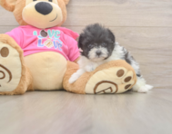 5 week old Pomachon Puppy For Sale - Simply Southern Pups