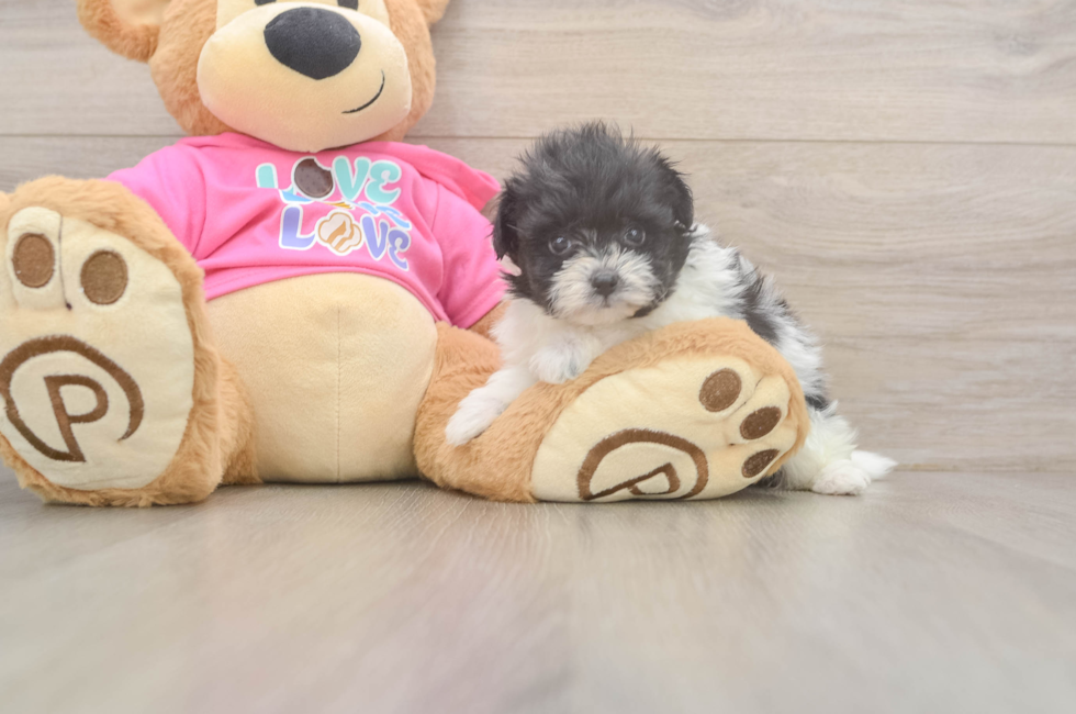 6 week old Pomachon Puppy For Sale - Simply Southern Pups
