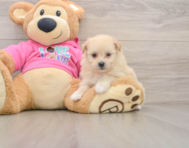 8 week old Pomachon Puppy For Sale - Simply Southern Pups