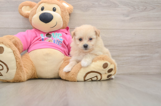 GORGEOUS, a Pomachon littermate
