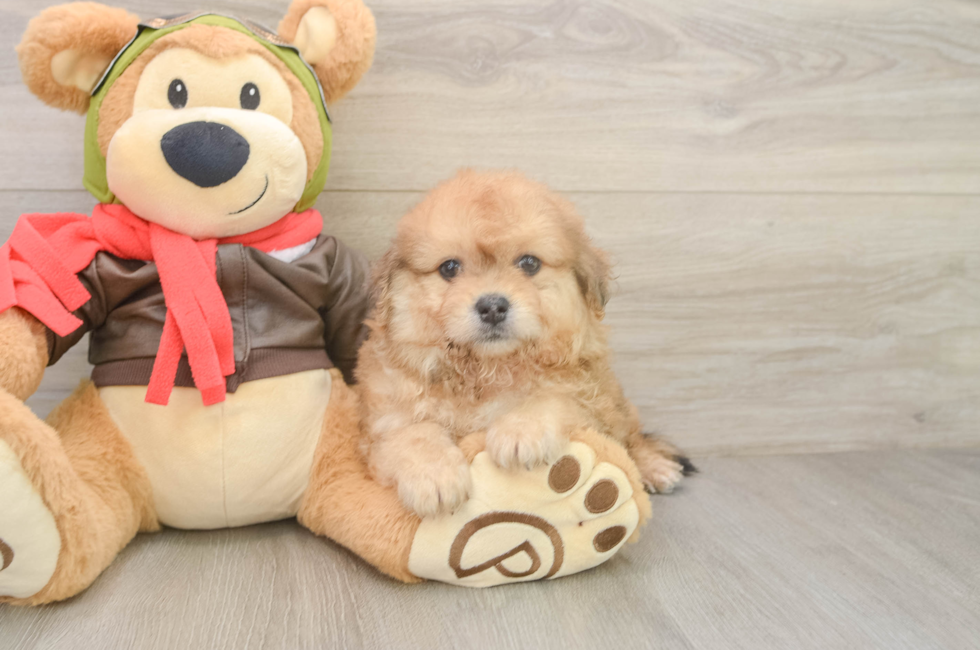 6 week old Pomachon Puppy For Sale - Simply Southern Pups