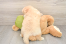 Pomachon Pup Being Cute