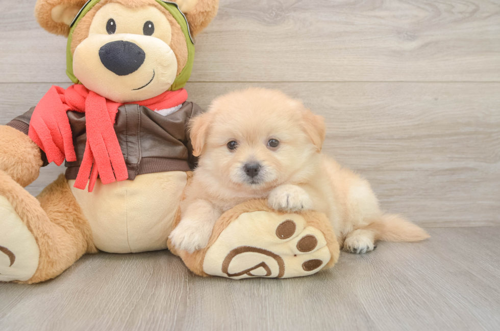 6 week old Pomachon Puppy For Sale - Simply Southern Pups