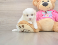5 week old Pomachon Puppy For Sale - Simply Southern Pups