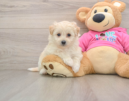 8 week old Pomachon Puppy For Sale - Simply Southern Pups