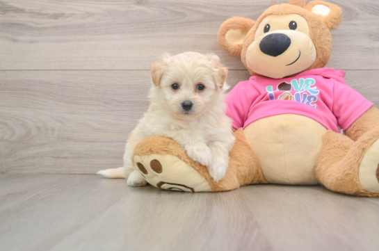 GWYNETH, a Pomachon littermate
